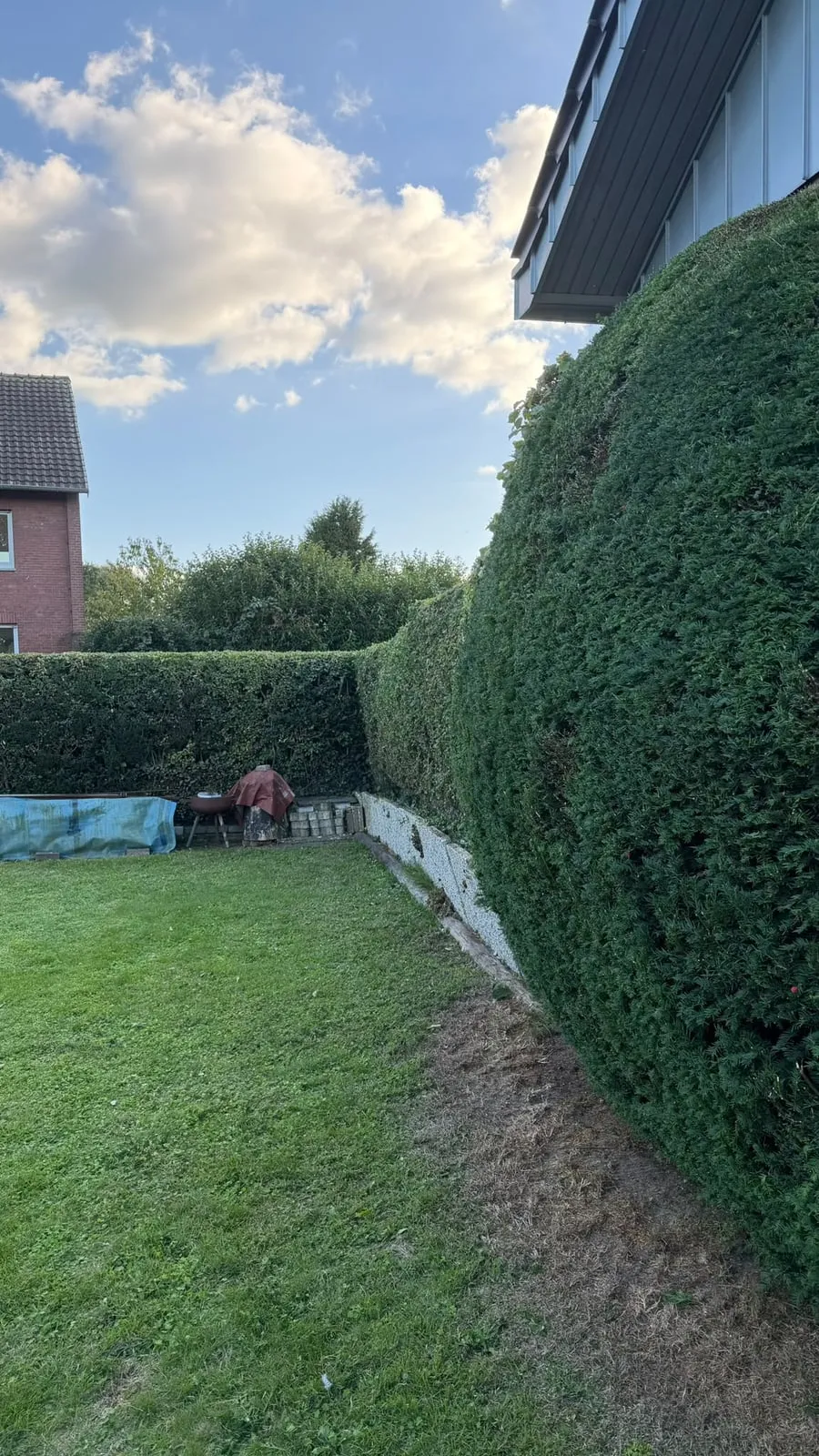 Dichte, rund geschnittene Nadelhecke an einer Hauswand, daneben Rasen