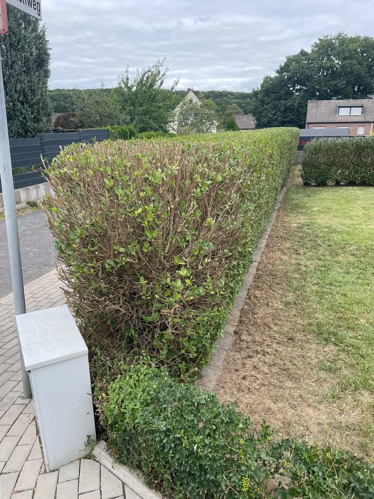 Zurückgeschnittene Hecke neben einer gepflasterten Einfahrt und einer Rasenfläche