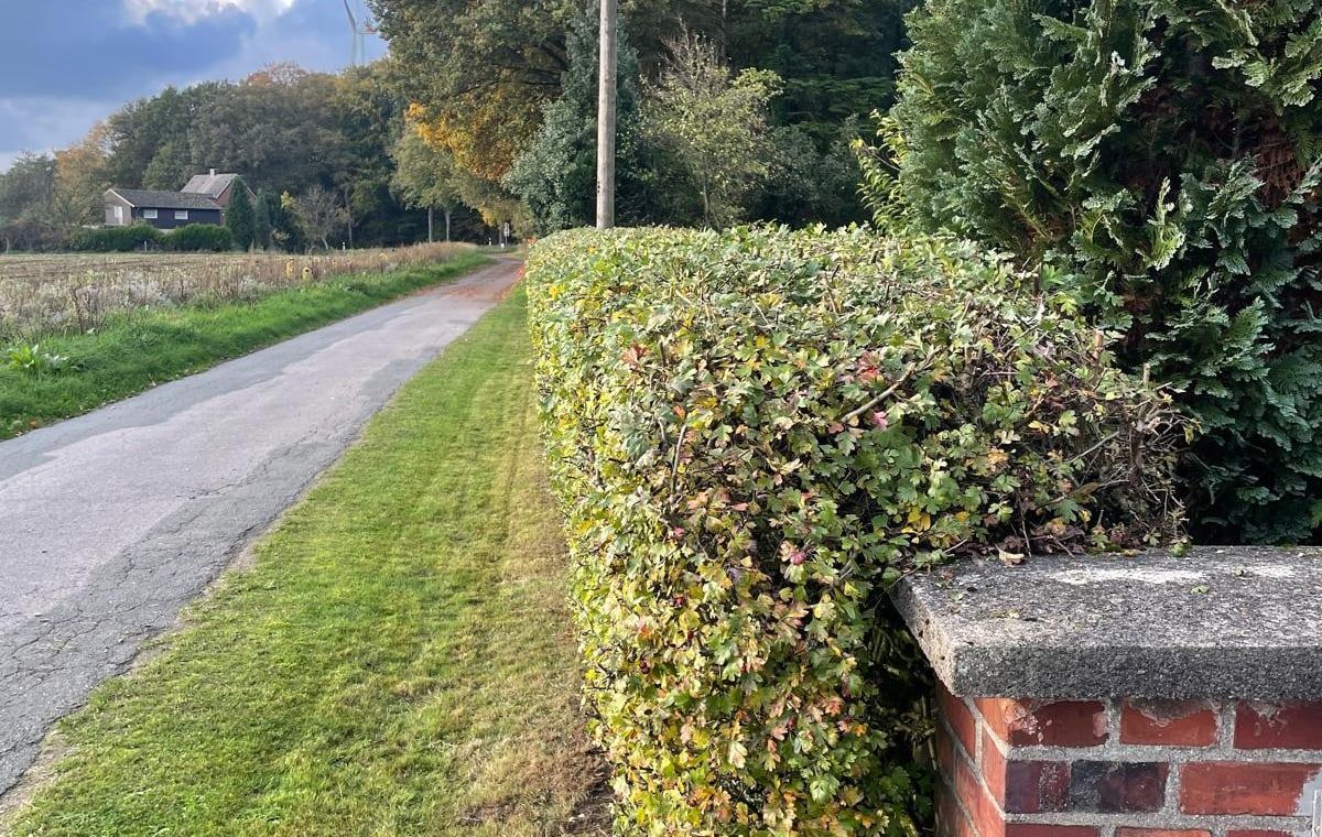 Frisch geschnittene Hecke an einem Feldweg