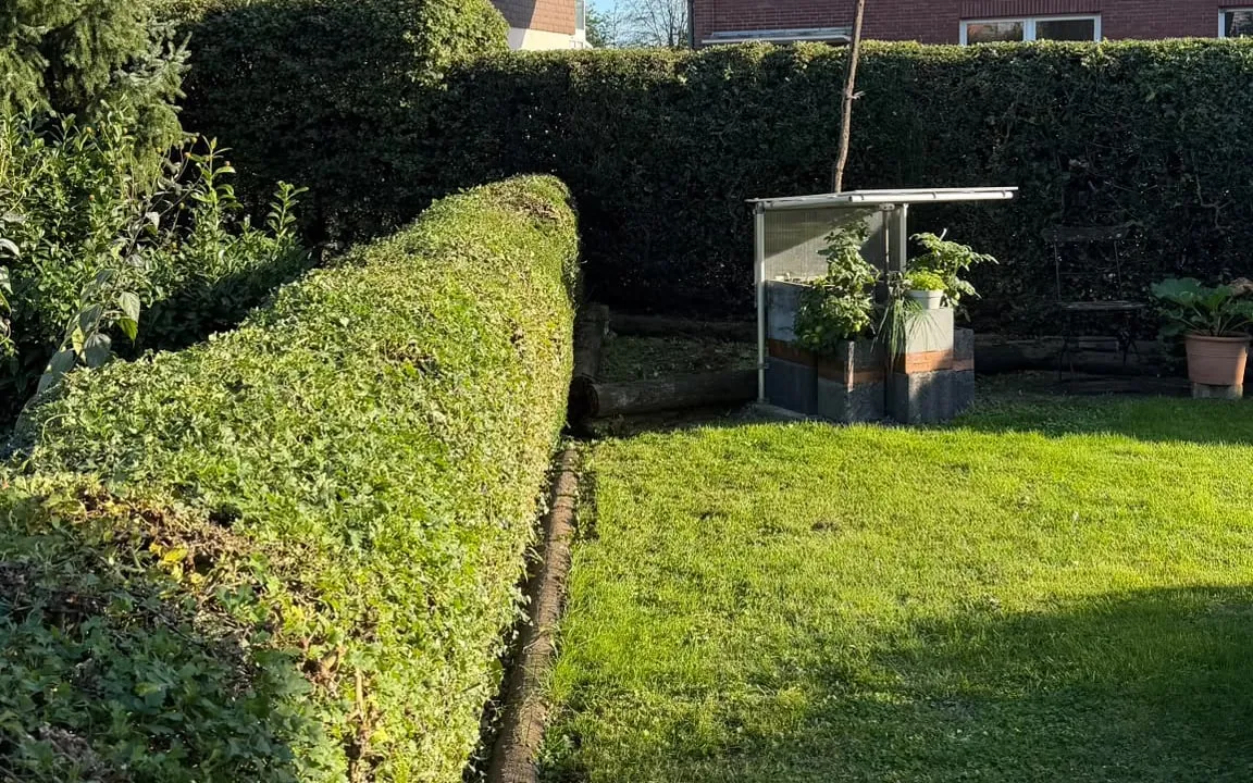 Dieselbe Hecke nach dem Schnitt, schmal und gerade, daneben der Rasen