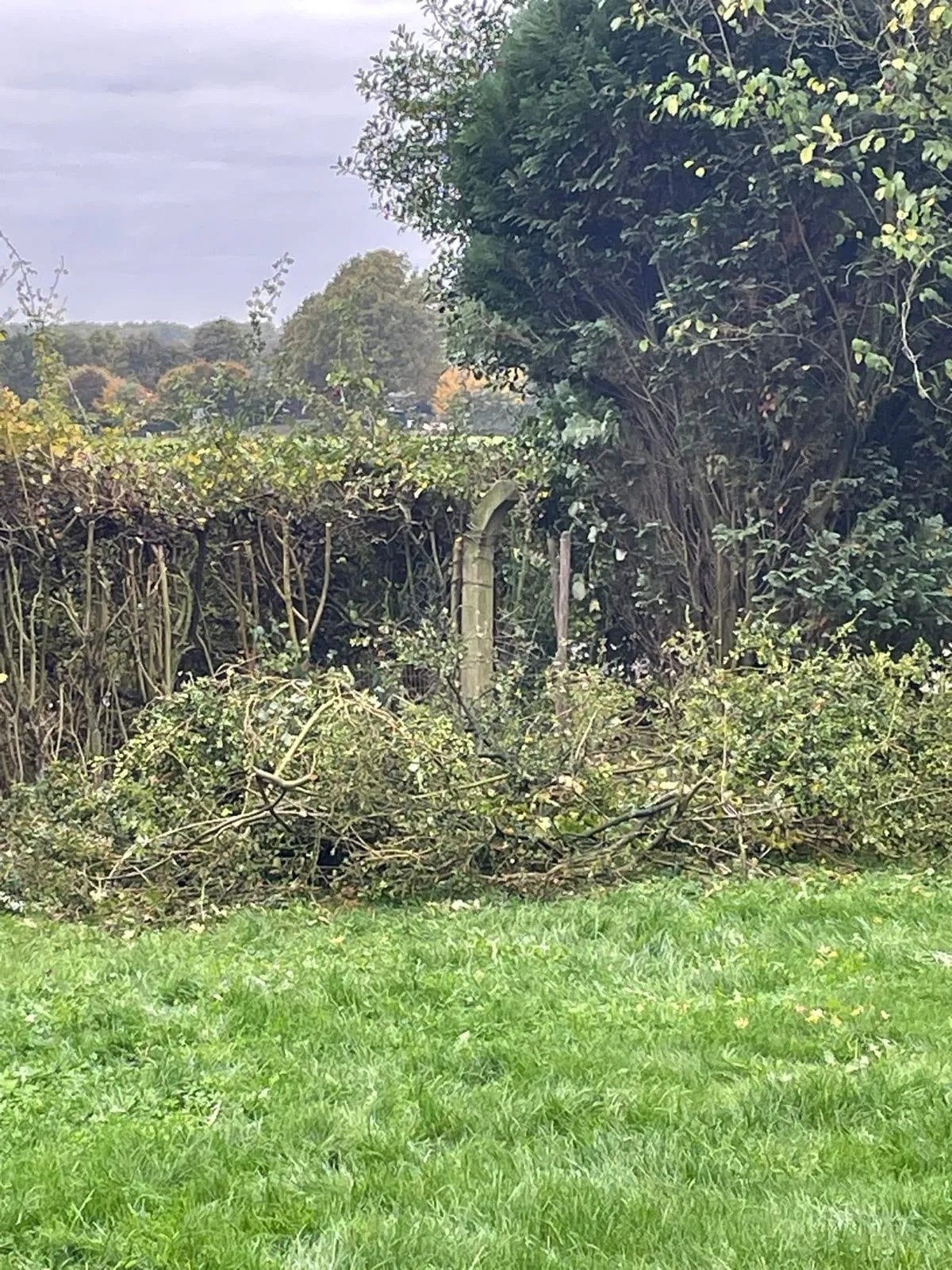 Zurückgeschnittene Hecke, davor ein Haufen Schnittgut auf dem Rasen