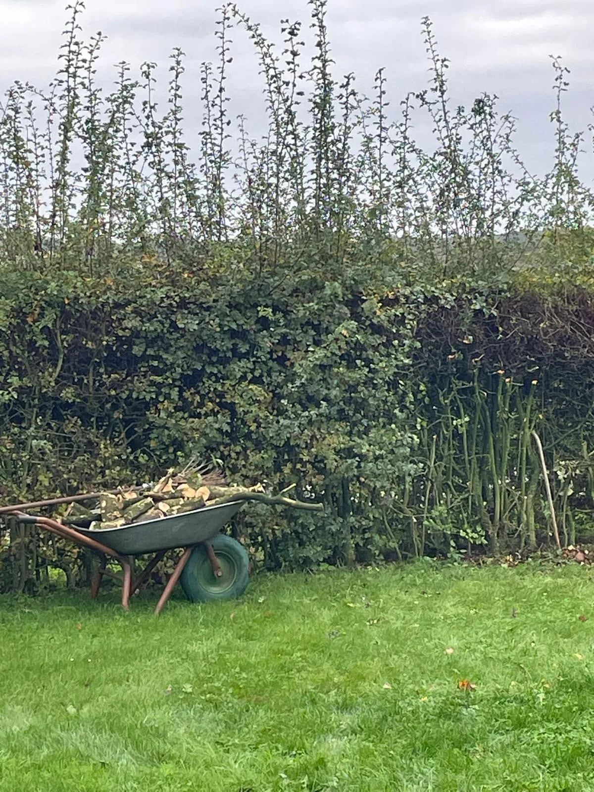 Hohe Hecke im Garten, davor eine Schubkarre voller abgeschnittener Äste