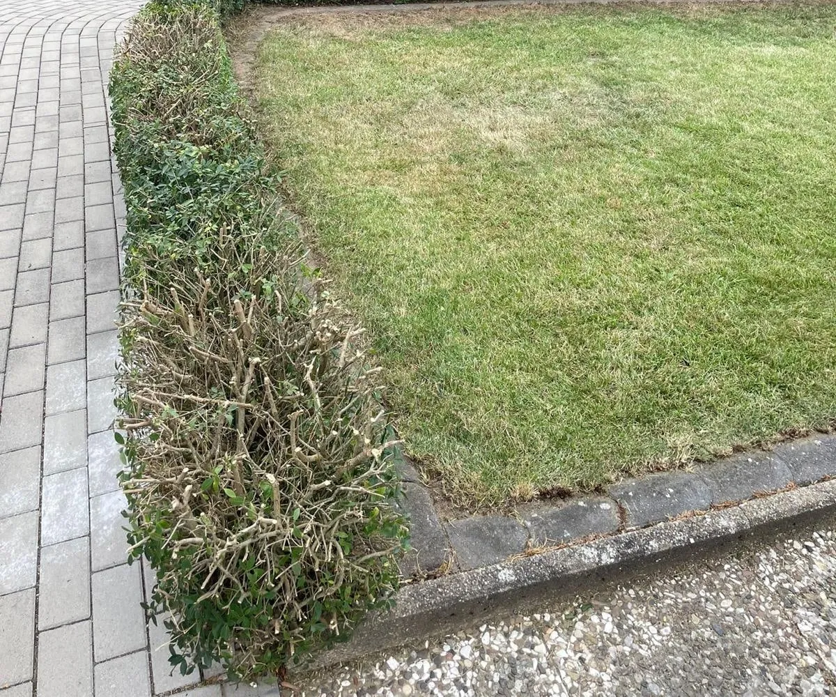 Niedrige, frisch zurückgeschnittene Hecke zwischen Gehweg und Rasen