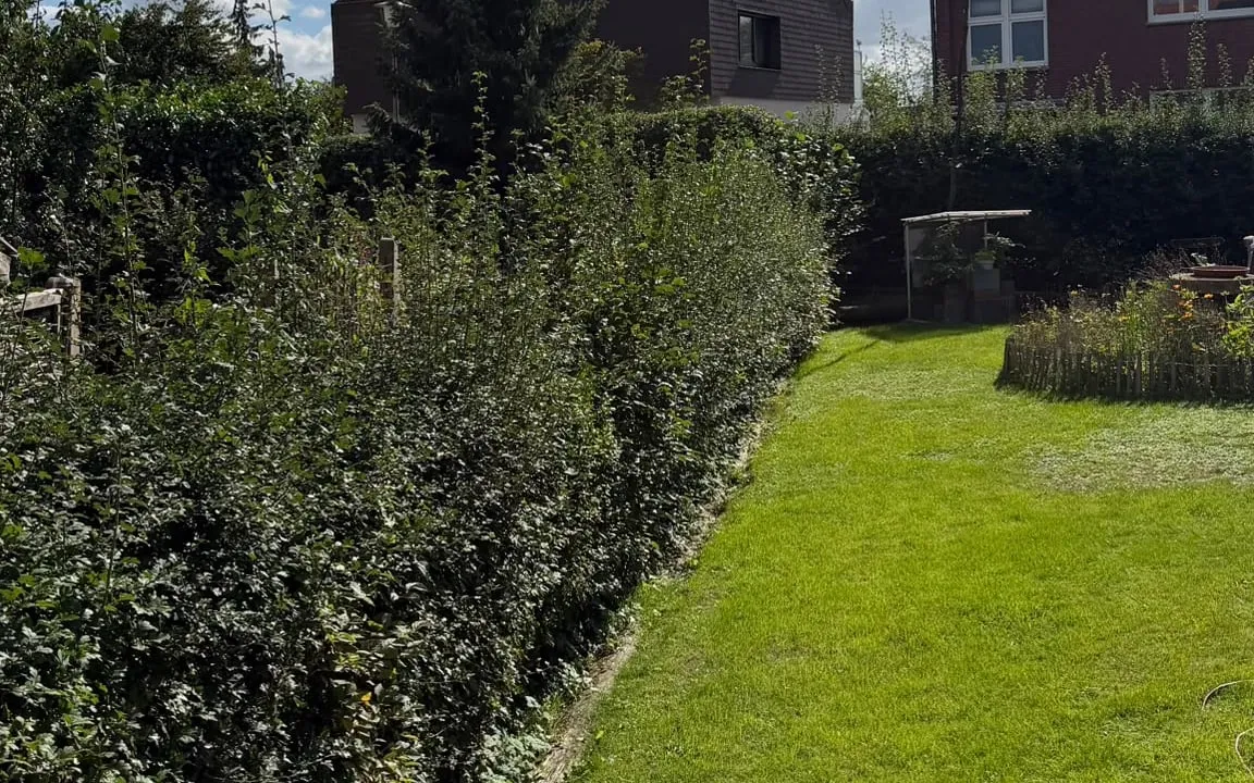 Breite, ungeschnittene Hecke neben einer Rasenfläche im Garten